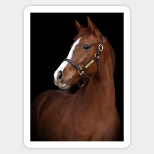 Verrazano filly Sticker